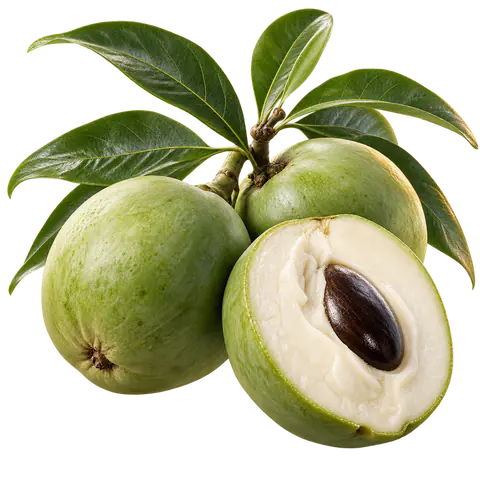 Hojas y fruto de zapote blanco (Casimiroa edulis), componente de Procard Max